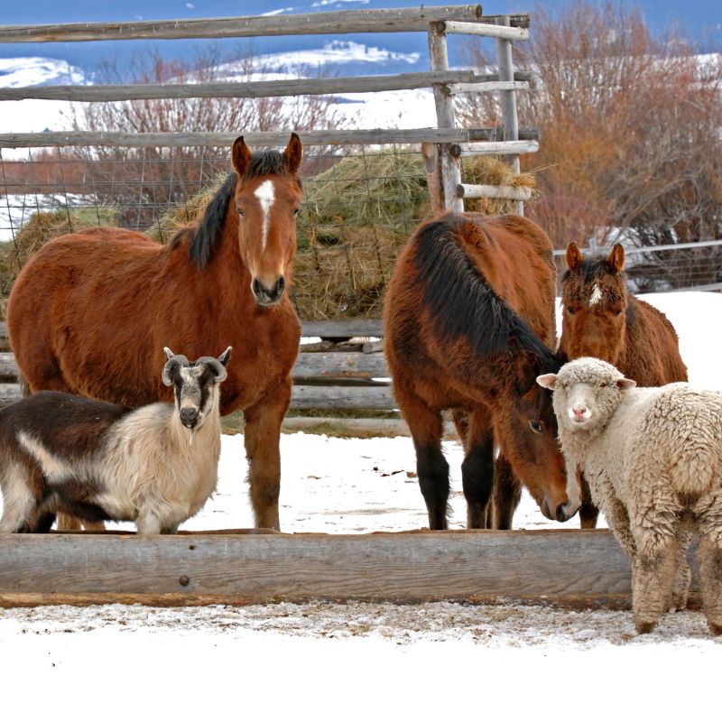 Hobby farm, small animals