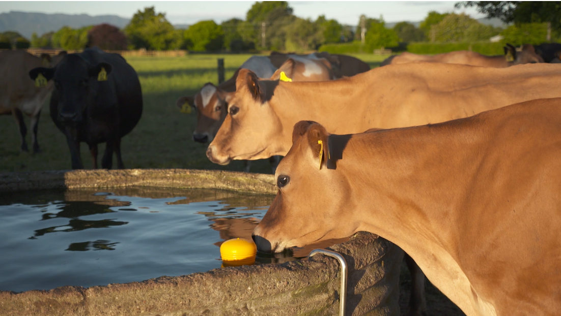 Jobe Valves for Large Cattle Drinking Troughs