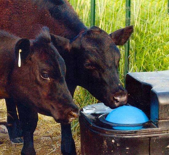 MiraFount 3465 Unheated Two-Hole Livestock Waterer