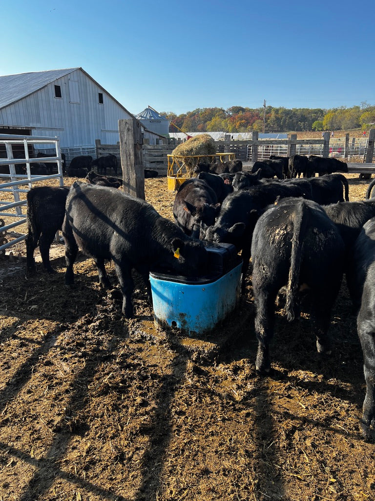 Miraco E-Fount 3465E: Efficient and Durable Heated Waterer