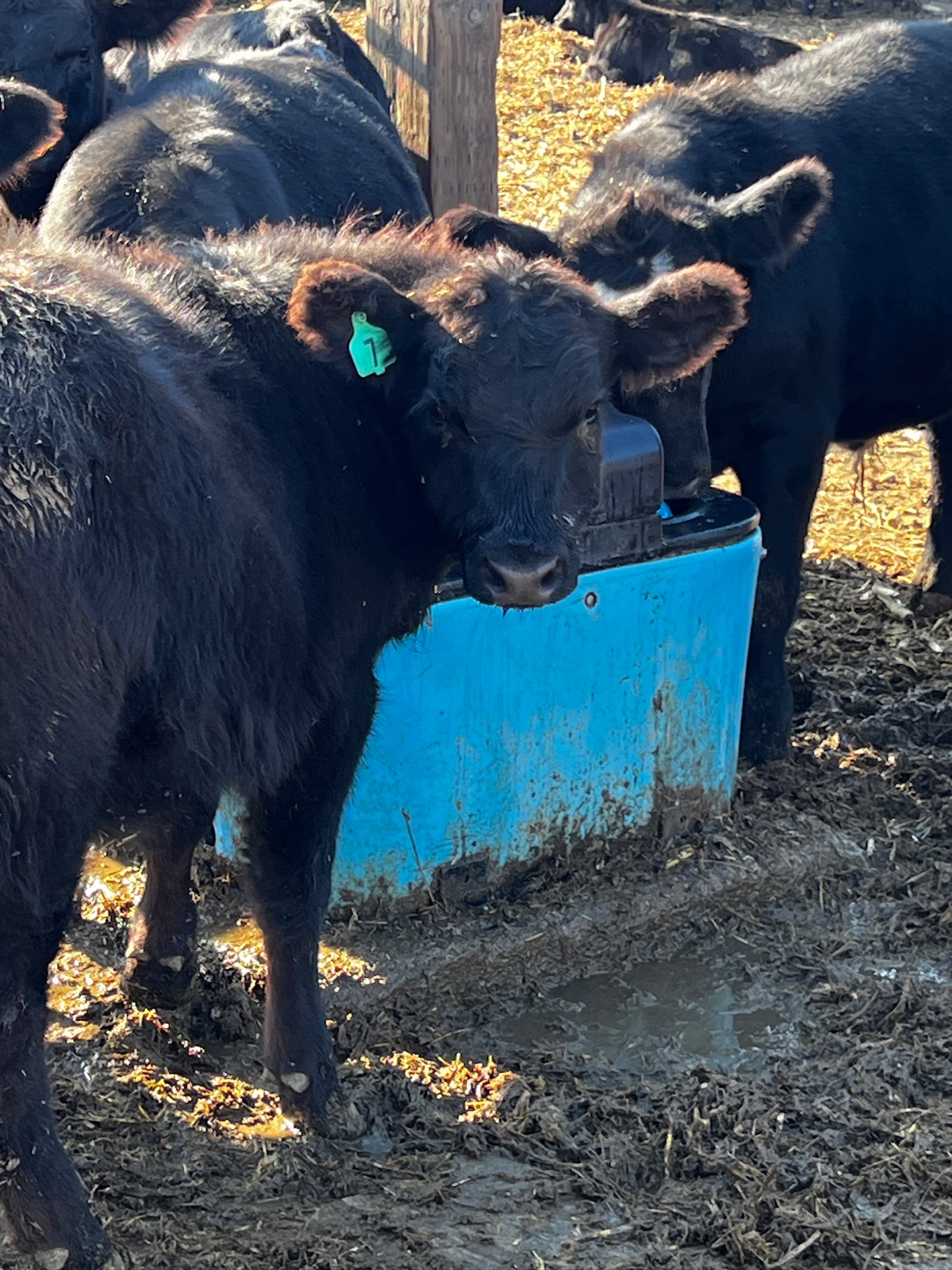 Miraco E-Fount 3465E: Efficient and Durable Heated Waterer